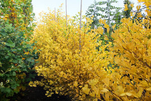 Picture of Ginkgo